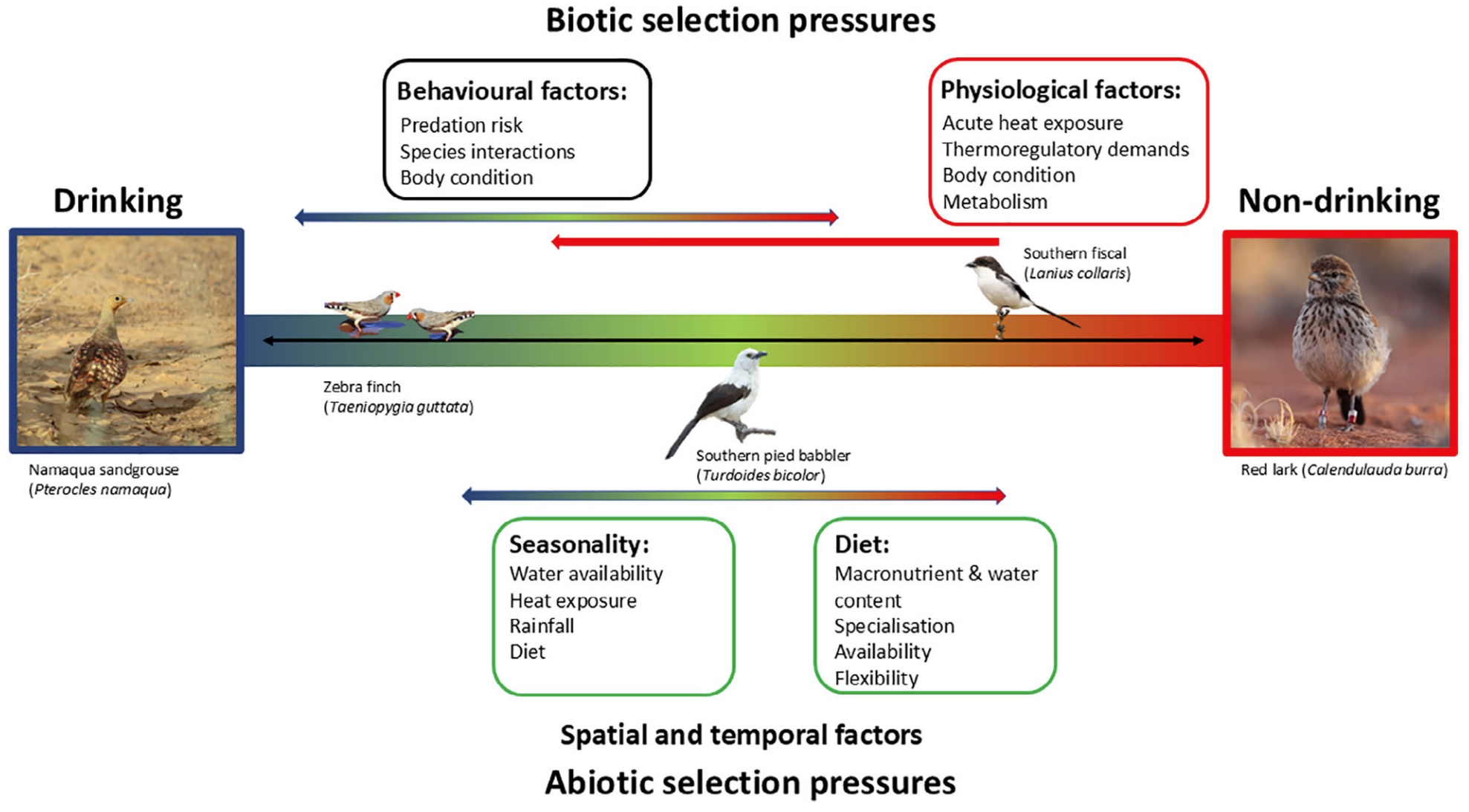 Factors influencing the need for birds to drink water
