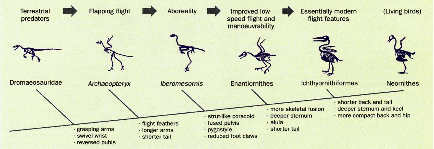 Phylogeny of Neornithes