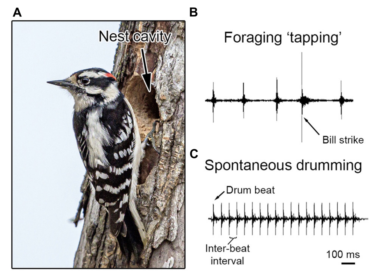 Sonograms of woodpecker tapping and drumming