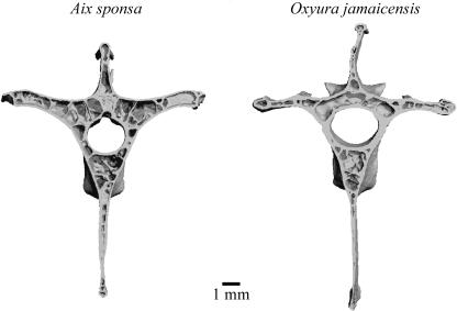 Photo of the vertebrae of two species of birds showing hollow areas and trabeculae