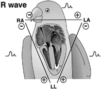 Electrical activity in a bird's heart during contraction