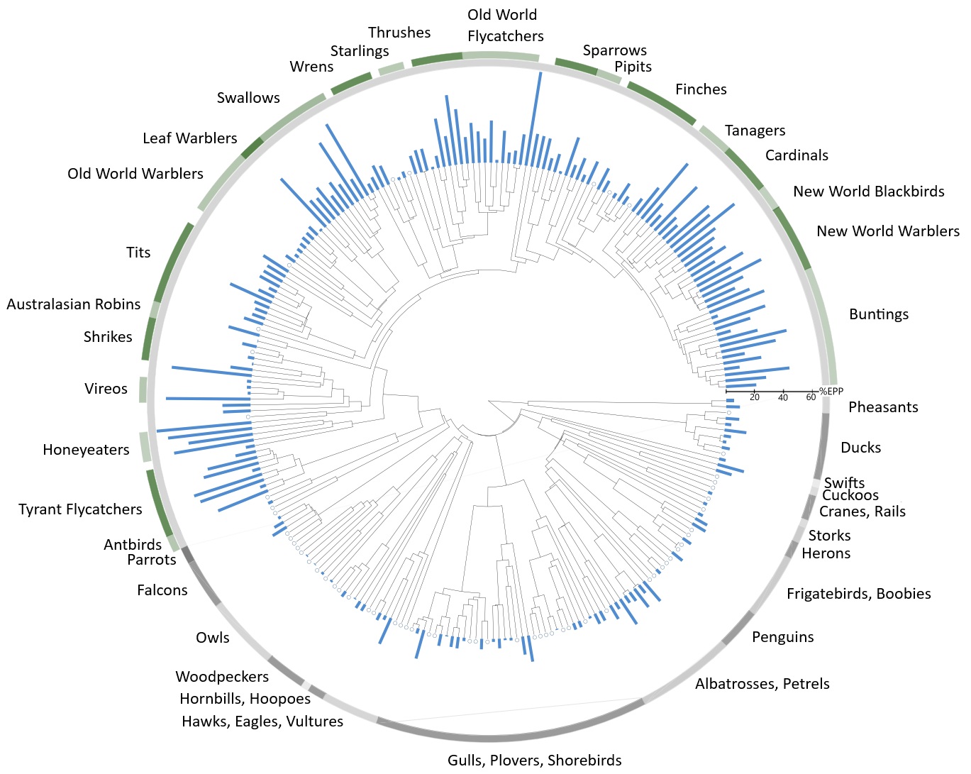 Average proportion of EPP in socially monogamous birds