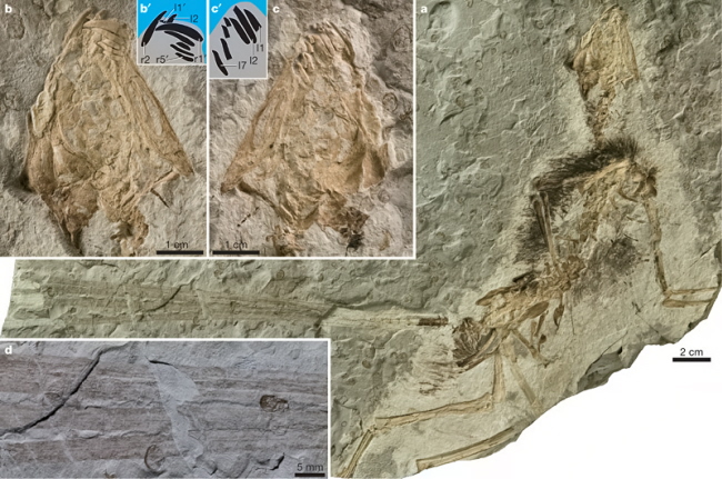 Epidexipteryx fossil