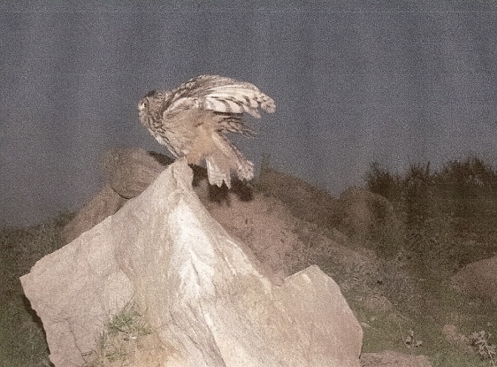 Photo of an Eagle Owl