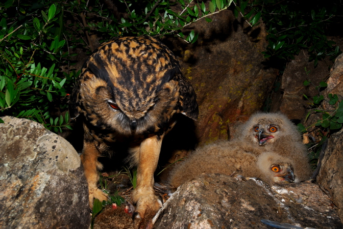 Photo of an Eagle Owl and two young
