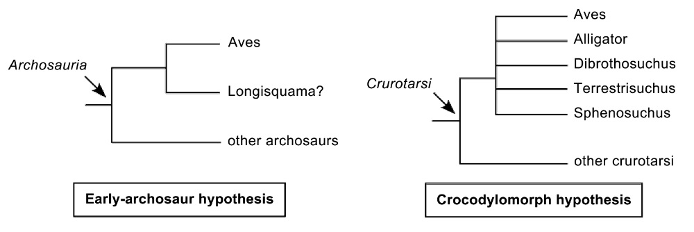 Phylogenies illustating the early archosaur hypothesis and crocodylomorph hypothesis for the orgin of birds