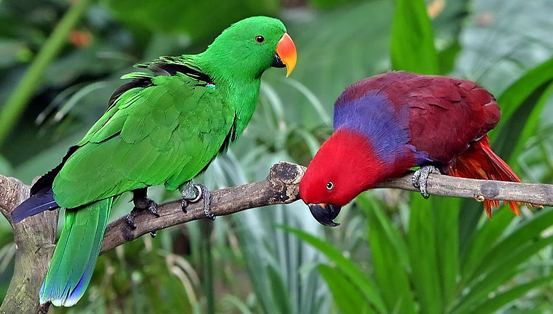Photo of a male and female Eclectus Parrot