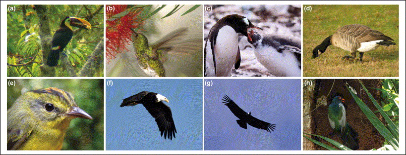Photos of several species of birds whose food habits and foraging behavior provide benefits to humans
