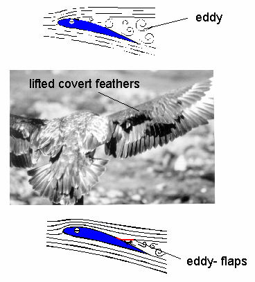 Drawings and photo of the back of a bird's wing showing how wing coverts act as eddy flaps