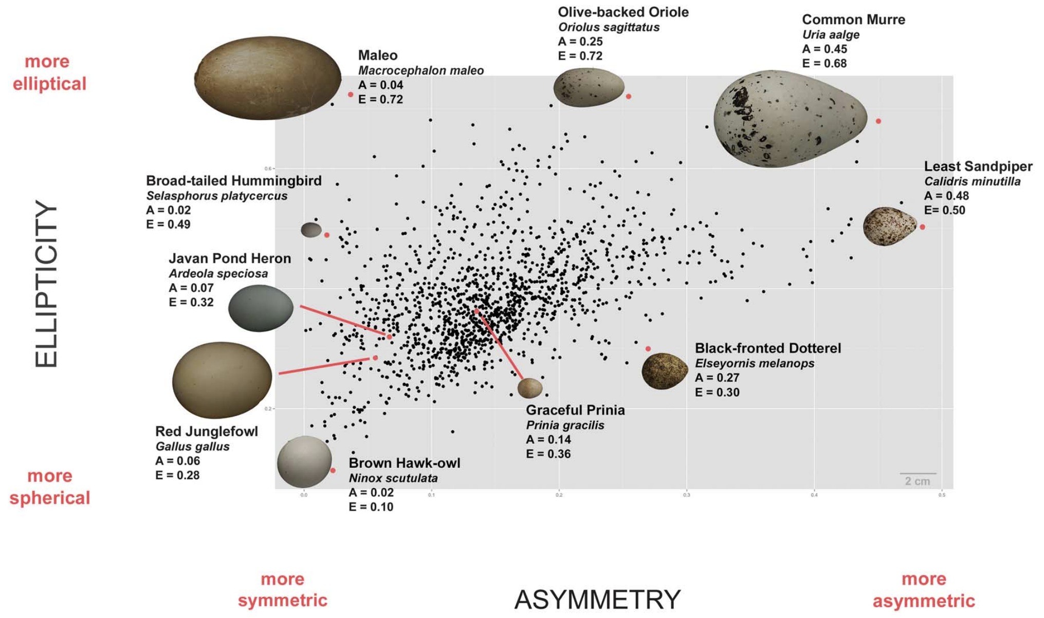 Variation in avian egg shape