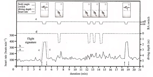 Graph showing how a Common Eider's heart rate changes during different activities