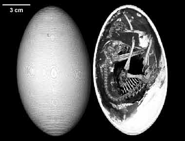 Photo of an Emu egg and the skeleton of an embryo in an Emu egg