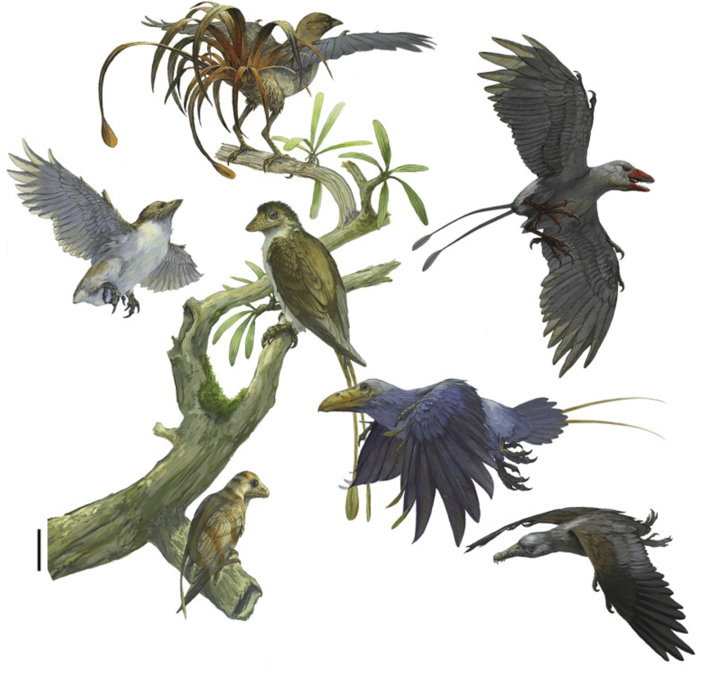 Examples of different 
  species of enantiornithines