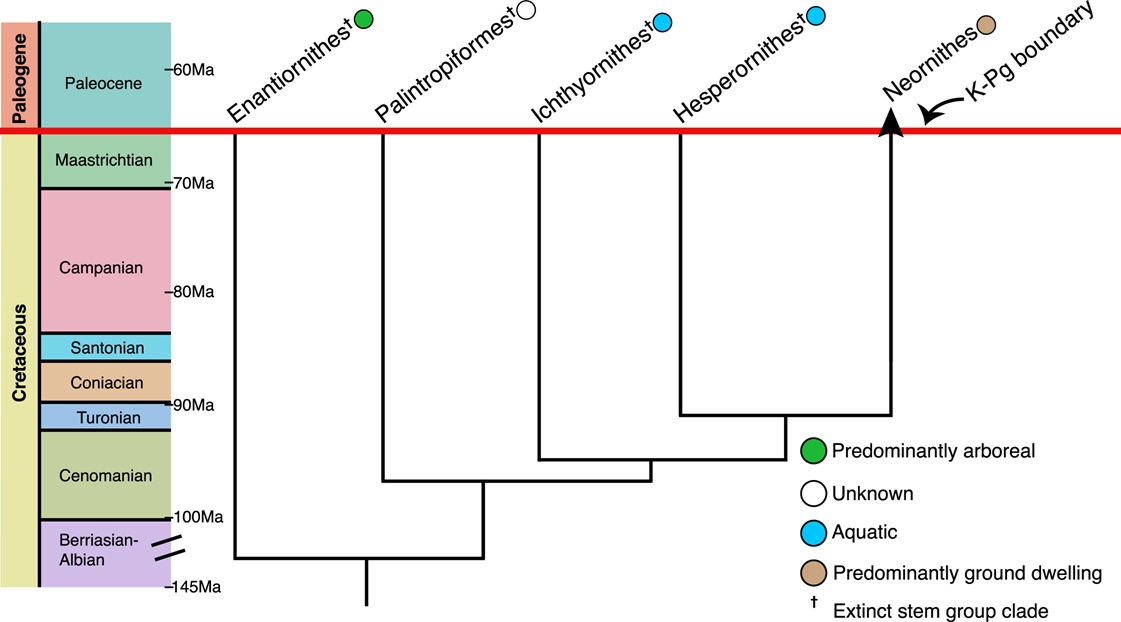 End Cretaceous extinctions