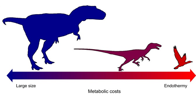 Evolution of endothermy