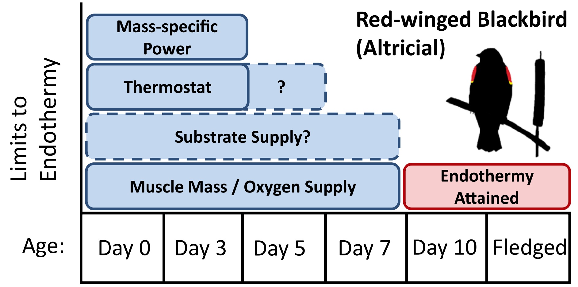 Timing of endothermy