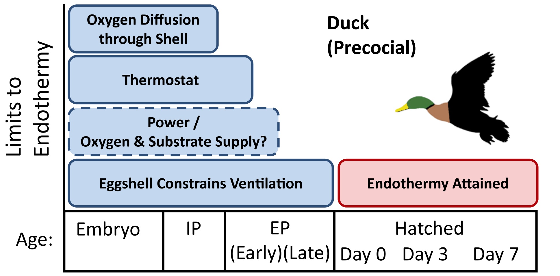 Timing of endothermy
