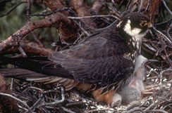 Photo of a Northern Hobby