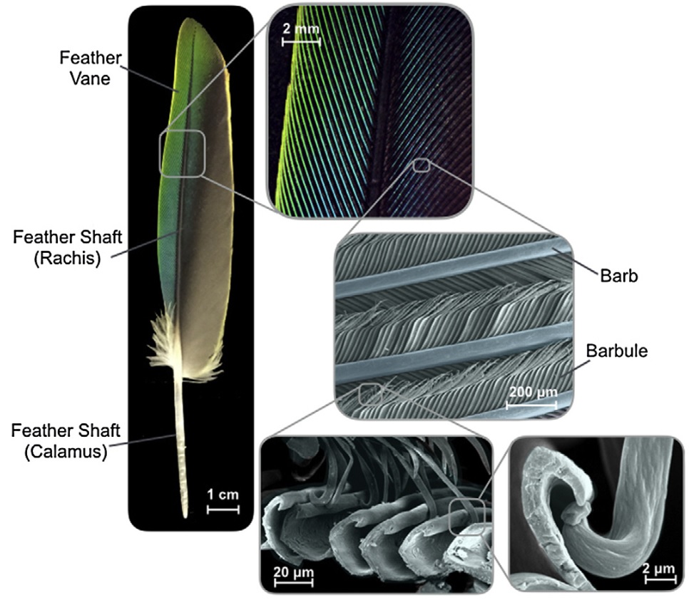Photos and photomicrographs showing feather structure
