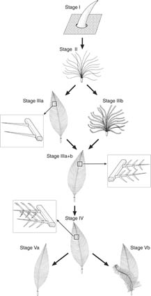 Feather evolution