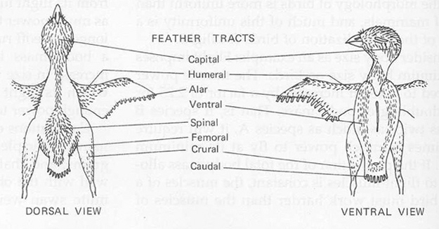 Drawings showing the different feather tracts of birds