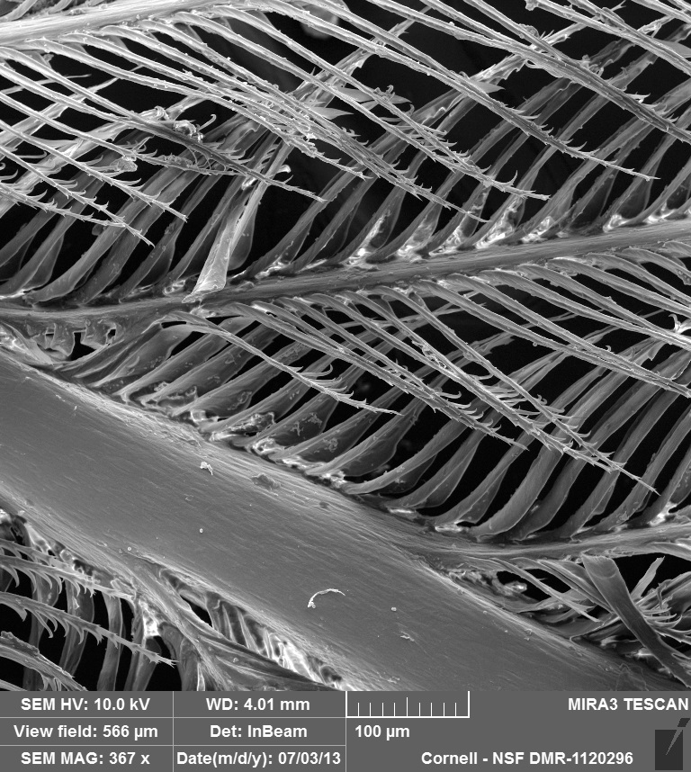 Electron micrograph of a feather