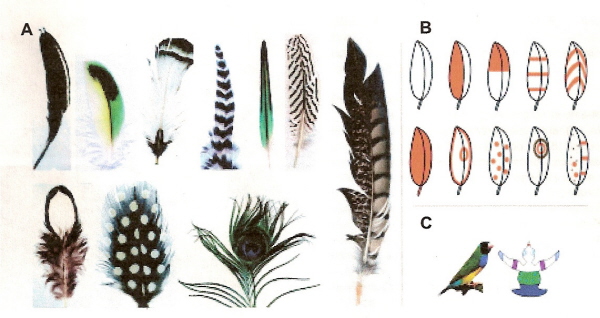 Different color patterns of bird feathers