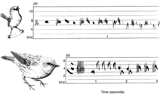 Sonagrams of the songs of a female Superb Fairy-wren and a female Alpine Accentor