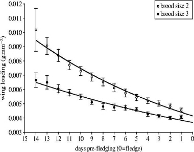 Graph showing how wing loading of young Common Swifts decreases as they approach fledging age