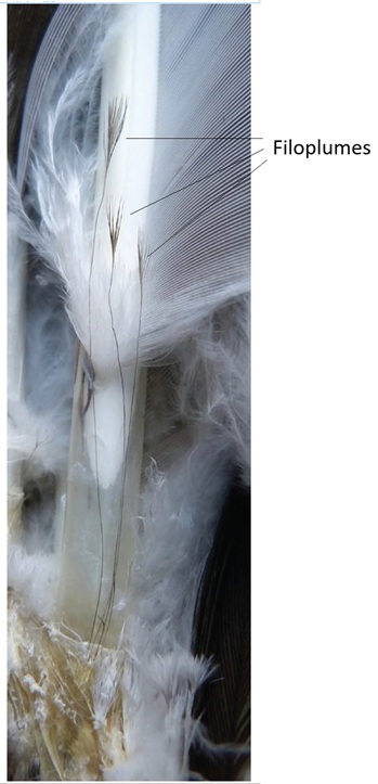 Filoplume feathers