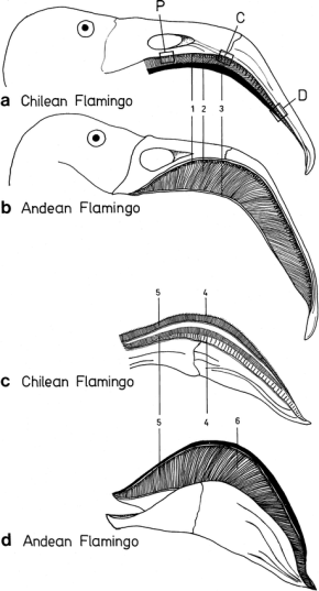 Drawings showing the structure of a flamingo bill