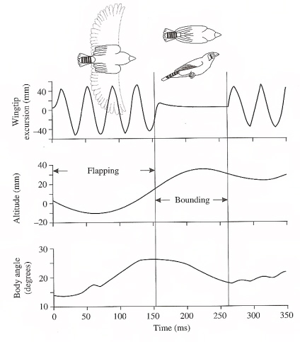 Timing of a flap-bounding cycle relative to wing movements, altitude, and body angle