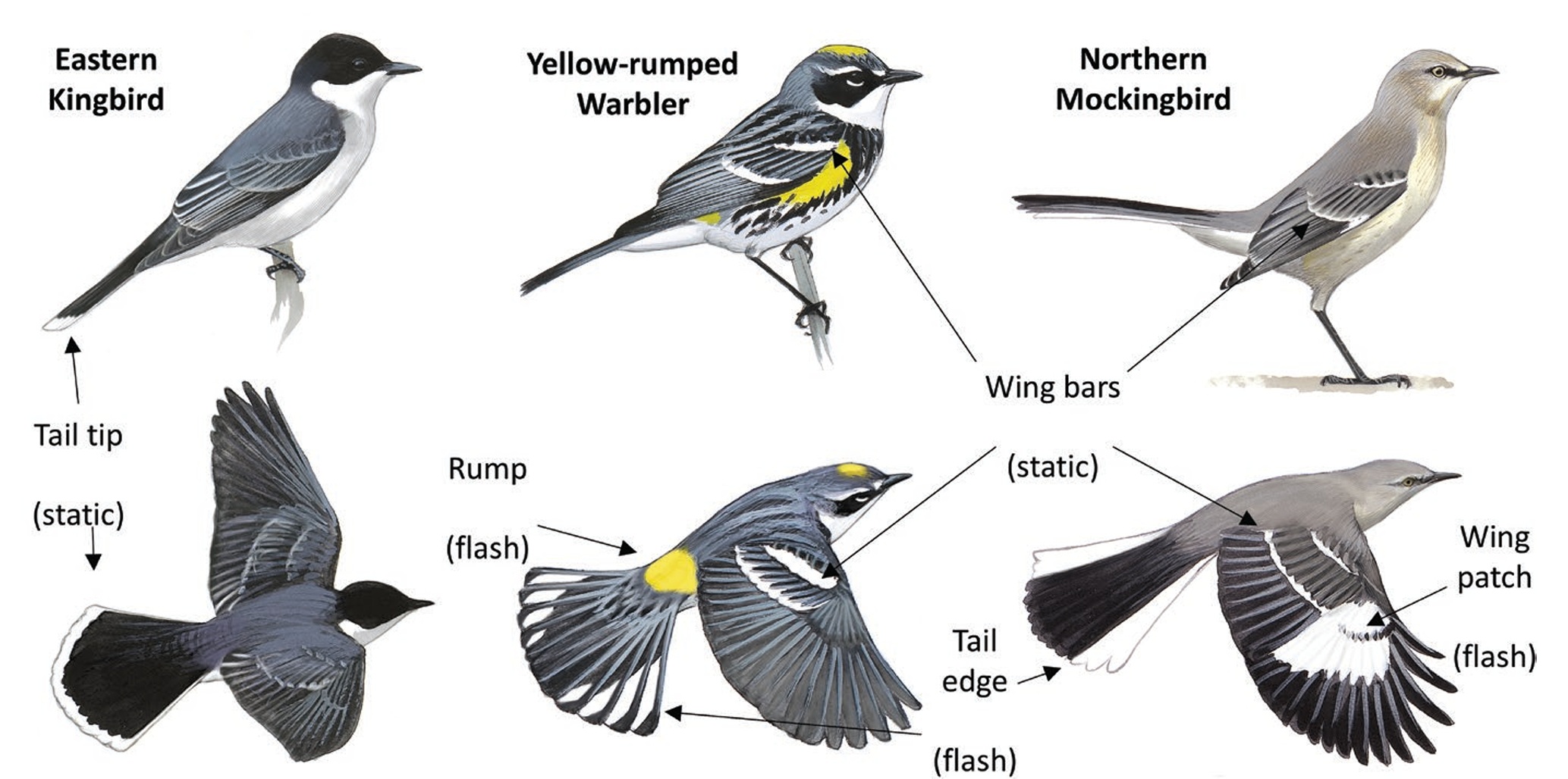 Examples of flash plumage