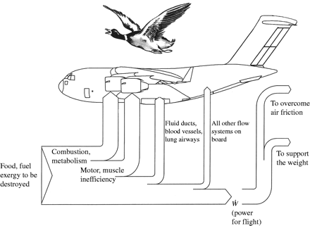 Energy consumption by a flying bird
