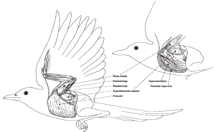 Drawing showing flight muscles of a magpie