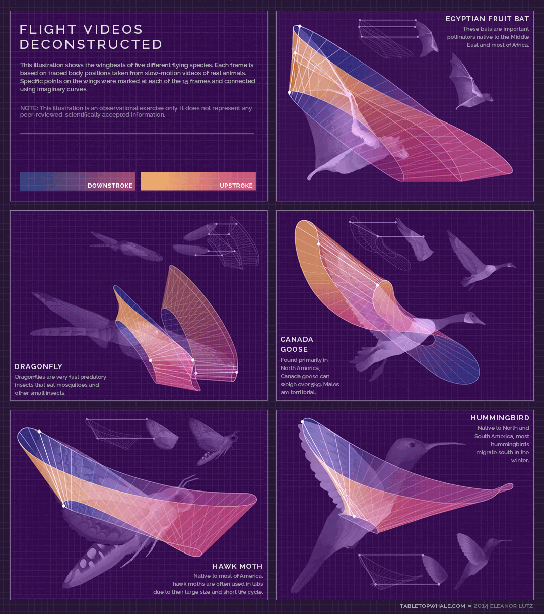 Animated gif showing airflow in the respiratory systems of a bird, mammal, and insect