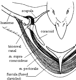 Drawing of the two major flight muscles of birds, the pectoralis and supracoracoideus