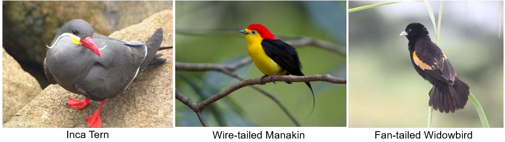 Species with floaters