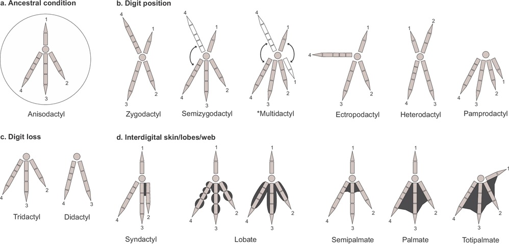 Avian foot types