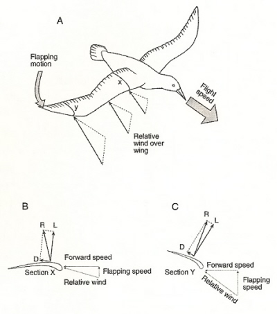 Different forces along a flapping wing