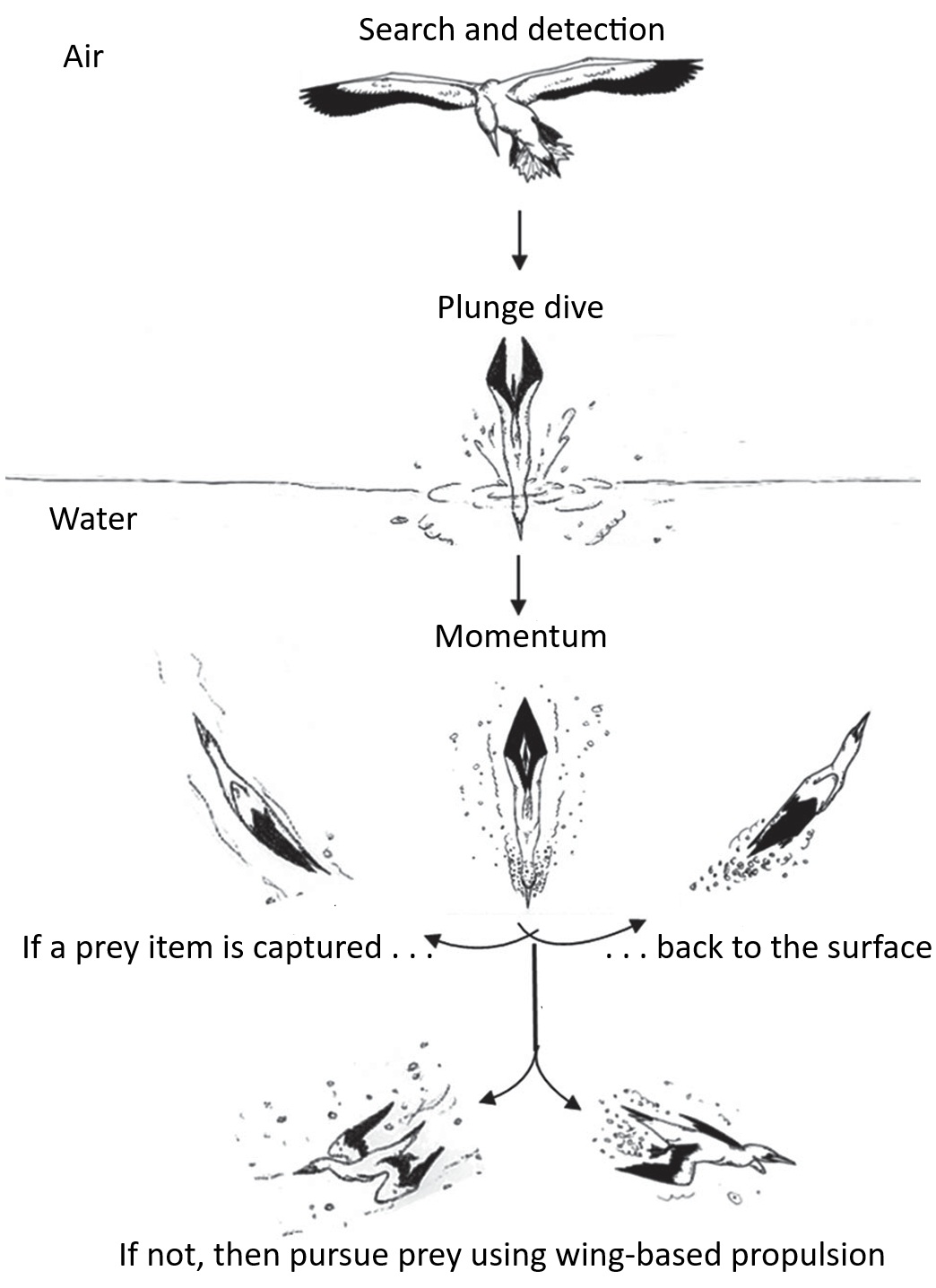 Gannet hunting strategies
