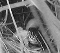 Photo of a snake eating a bird egg