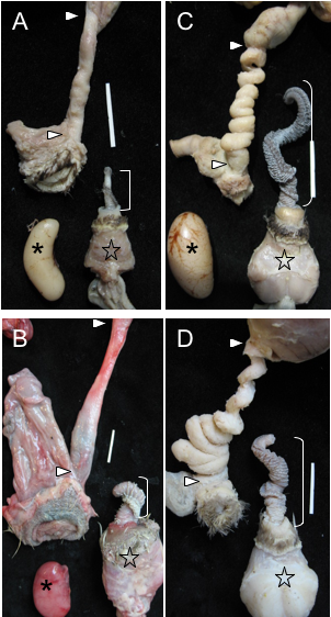 Four photos showing genital covariation in different species of waterfowl