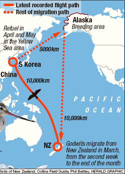 Flight paths of migrating godwits