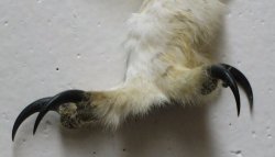 Photo of the foot of a Great Horned Owl