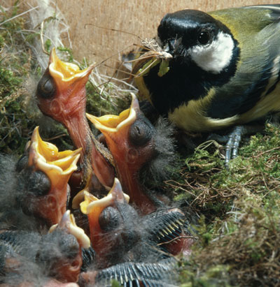 Photo of a Great Tit feeding nestlings