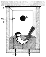 Drawing of a Great Tit incubating eggs in a nest box