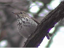 Photo of a Hermit Thrush