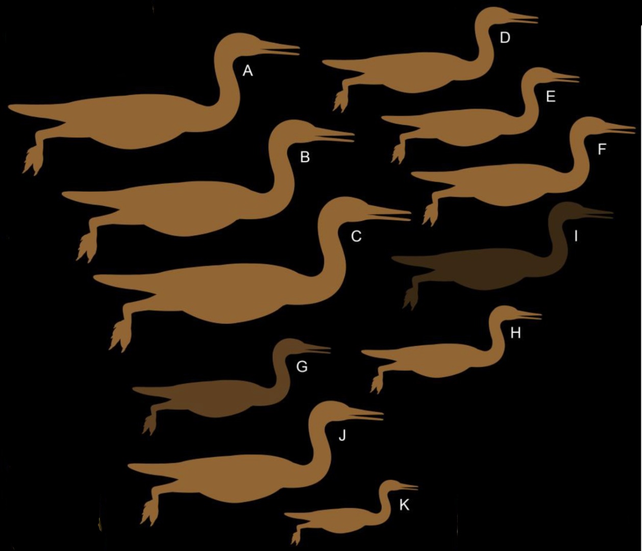 Variation in size among Hersperornithidae