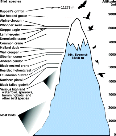 Drawing showing typical altitudes of different species of birds